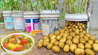 Smart method of growing potatoes with low price but high yield