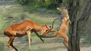 backflip! The Wild Jackal Clan Attacks the Giant Impala and Rescues Animals -  And The End?