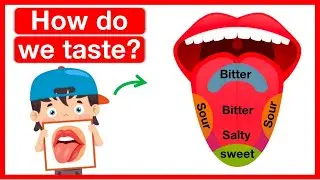 How do we taste? 👅 | Human tongue anatomy | Easy learning video | 5 senses