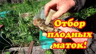 КОГДА ОТБИРАТЬ ПЛОДНЫХ МАТОК И СТАВИТЬ МАТОЧНИК.