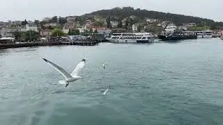 Тень ветра над водой. Знакомство с чайками на набережной Босфора