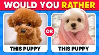 Would You Rather...? ANIMALS Edition 🐶😺 Quiz Kingdom