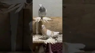 Рантовая селекция голубей питомник Принц Узбекистан Ташкент 📲+998917970000