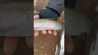 Winter Rainbow Trout #ftwq #fishthatwontquit #troutfishing #rainbowtrout #fishingvideos #trout #lake