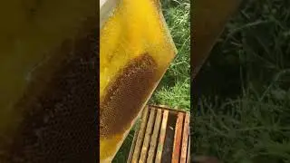 Как я сушу рамки… #мёд #пчеловодство #пасека #beeslife #beekeeping #honey #мед #farming #медовый