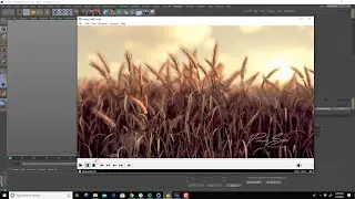 Animated wheat grass field made in cinema 4d and redshift using matrix cloner