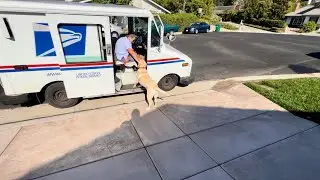 Dog Training To Be The Neighborhood Mail Dog