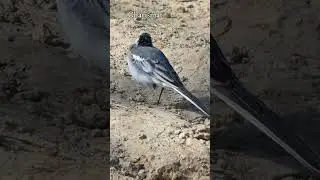 The captivating white wagtail  #allbirds #birds #birdspecies #indianbird #birdslover #birdplanet