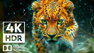 EARTH 4K HDR Dolby Vision | with cinematic sound (Colorful Animal Life)