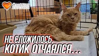 Не сложилось, котик отчаялся… | Мартис