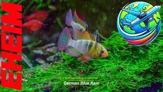 Eheim Aquascaping Tour | Liquid Nature Aquarium Shop & Gallery