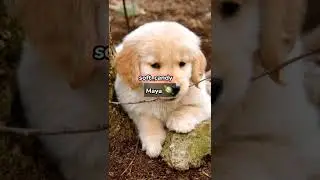 Kız köpeklerinize koyabileceğiniz isimler 🔮 | soft_candy