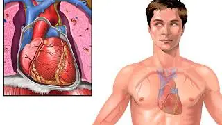 How Cardiovascular System Works Animation - Components and Functions of Blood Video