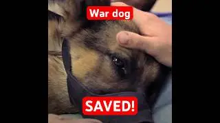 Wounded war dog saved by Army surgeon