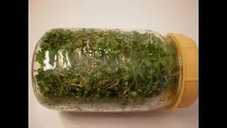 How to Grow Broccoli Sprouts