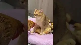 (Click below to watch the full version)The cat and the chickens abandoned the hen#funny #cute