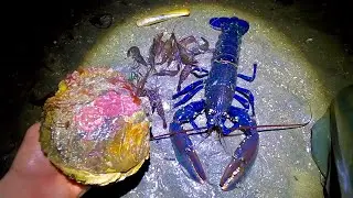 BIGGEST NATIVE OYSTER IV EVER FOUND ! Big Lobster - Wild Prawns - Catch Clean Cook