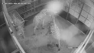 CCTV - Giraffe Calf Birth at West Midlands Safari Park