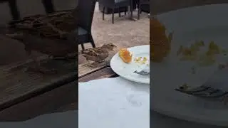 Little sparrow feasts on leftover lemon & blueberry cake.