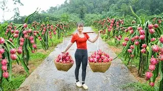 Harvesting A Lot Of Dragon Fruit Goes To Market Sell - Farm Life | Phuong Free Bushcraft