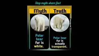 Stop Myth share fact #shorts #viralshorts #knowledgeclub  #viral