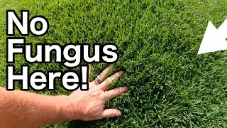 How To STOP FUNGUS In Your Lawn Before It Starts