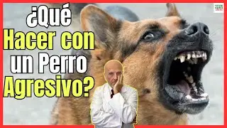 🔴 ¿QUÉ HACER CON UN PERRO AGRESIVO? 🔴