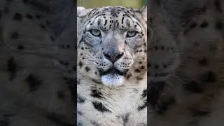 Snow leopard stare down with Yarko! 👀 😻 #snowleopard #bigcats #shorts