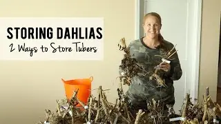 How To Store Dahlia Tubers TWO Ways for Winter!  Growing Cut Flowers, Sunshine and Flora