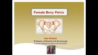 Female Bony Pelvis