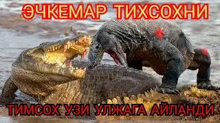Комодо Эчкемари Овидан Дахшатли Видеолар 