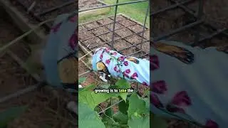 Guide Cucumbers to Grow Up a Trellis