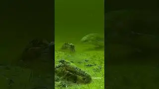 The things that happen underwater... 