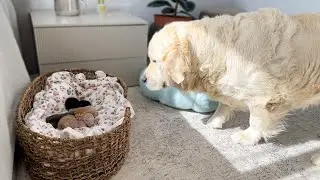 Funny Golden Retriever Reacts to Finding Newborn Tiny Kittens in Cat Bed