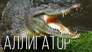 ALLIGATOR: How is he different from crocodiles? Interesting facts about alligators and reptiles