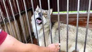 Якутский Волк Братиш взрослеет, показывая всю злость перед Сергеем.
