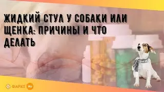 Жидкий стул у собаки или щенка: причины и что делать