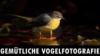 Gemütliche Vogelfotografie