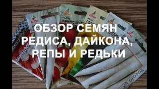 Обзор семян редиса, дайкона, репы, редьки