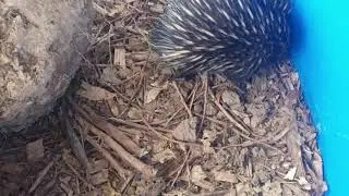 Puggles. Baby Echidna at Murphys Creek Chilli Festival #puggles #chilifest