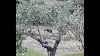 Tavarnuzze, i cinghiali “assediano” Montebuoni