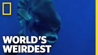 Seagulls Help Sunfish | Worlds Weirdest