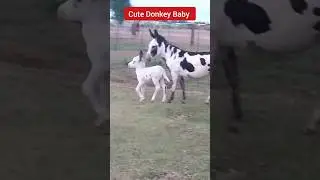 Cute Baby Donkey 