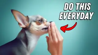 I wish I knew these BEFORE getting a Chihuahua