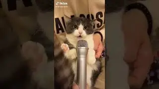кот кричит в микрофон 
