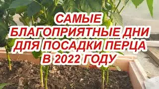 КОГДА СЕЯТЬ ПЕРЕЦ В 2022 ГОДУ? Не спешить сеять слишком рано! Посев перца по лунному календарю!!!