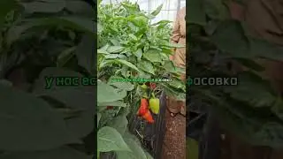 Самый РАННИЙ перец для открытого грунта и теплиц. Очень урожайный сладкий перец.