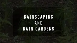 Rainscaping and Rain Gardens