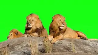 Lion green screen effect video| green screen virtual lion effect