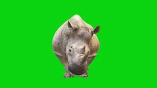 rhino run walk frunt view green screen background video #animal #rhino HD FHD video